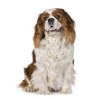 Cavalier King Charles