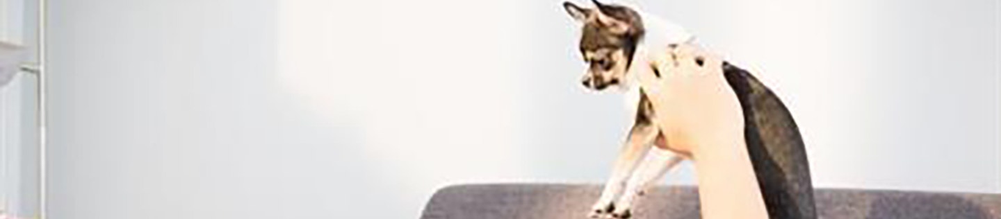 4 conseils pour vivre avec un chien en appartement