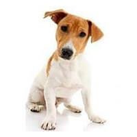 Jack Russel